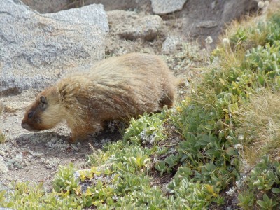 A marmot forages for food near ground-hugging alpine vegetation