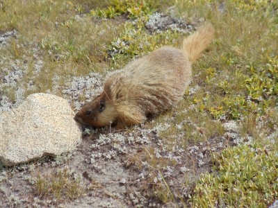 A marmot sniffs at a rock