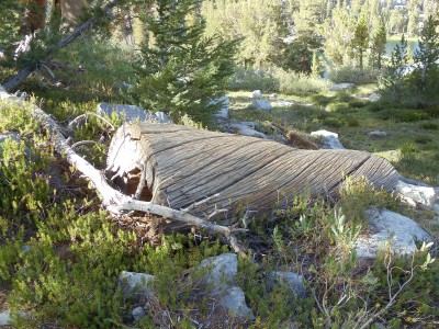 An unusual-looking section of tree, clearly cut; the bark is gone, revealing slowly spiralling pencil-thin ridges of wood