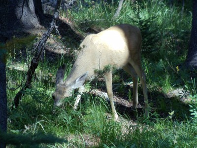 A deer eats of the grass and greens in front of it