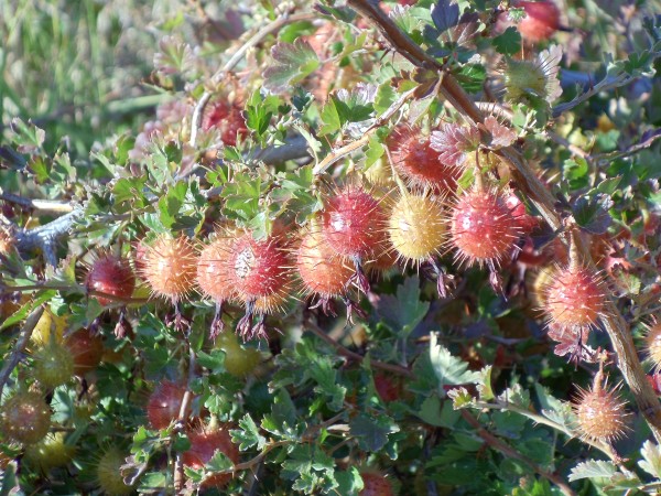 Reddish-yellow spiky berries surrounded by small green leaves