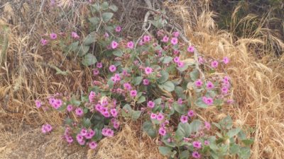 A green plant with lavender flowers